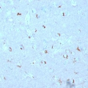 Formalin-fixed paraffin-embedded human Brain stained with GAD1 (GAD67) Mouse Monoclonal Antibody (GAD1/2563).