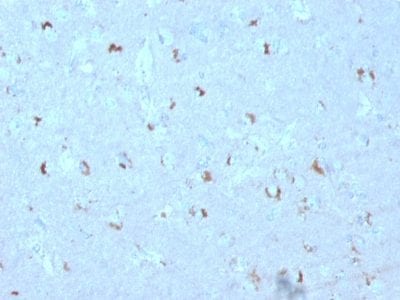 Formalin-fixed paraffin-embedded human Brain stained with GAD1 (GAD67) Mouse Monoclonal Antibody (GAD1/2563).