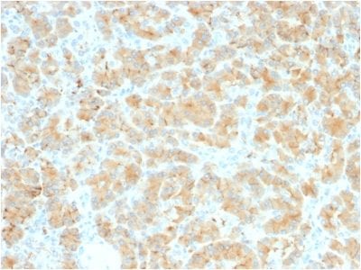 Formalin-fixed paraffin-embedded Human Pancreas stained with GP2 Recombinant Rabbit Monoclonal Antibody (GP2/2569R).