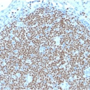 Formalin-fixed paraffin-embedded human Lymph Node stained with PAX5 Mouse Monoclonal Antibody (PAX5/2595).