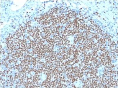 Formalin-fixed paraffin-embedded human Lymph Node stained with PAX5 Mouse Monoclonal Antibody (PAX5/2595).