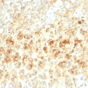 Formalin-fixed paraffin-embedded human Adrenal Gland stained with Adipophilin Recombinant Rabbit Monoclonal Antibody (ADFP/2755R).
