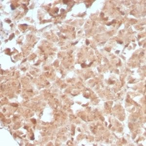 Formalin-fixed paraffin-embedded human Pancreas stained with CELA3B Rabbit Recombinant Monoclonal Antibody (CELA3B/2809R).