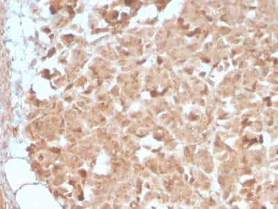 Formalin-fixed paraffin-embedded human Pancreas stained with CELA3B Rabbit Recombinant Monoclonal Antibody (CELA3B/2809R).
