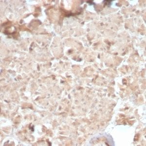 Formalin-fixed paraffin-embedded human Pancreas stained with CELA3B Rabbit Recombinant Monoclonal Antibody (CELA3B/2810R).