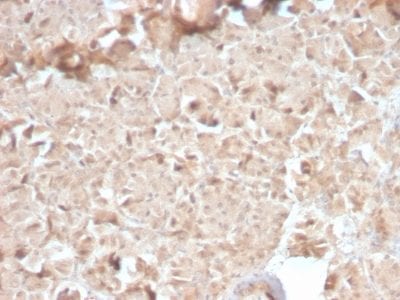 Formalin-fixed paraffin-embedded human Pancreas stained with CELA3B Rabbit Recombinant Monoclonal Antibody (CELA3B/2810R).