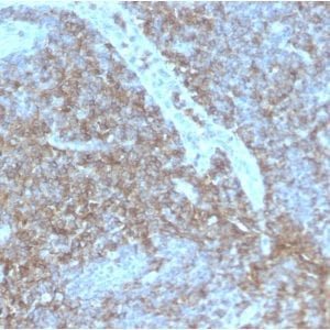 Formalin-fixed paraffin-embedded human Lymph Node stained with CD44 Rabbit Recombinant Monoclonal Antibody (HCAM/2875R).