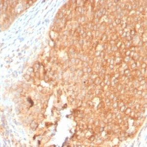 Formalin-fixed paraffin-embedded human Pancreas stained with Topo I Rabbit Recombinant Monoclonal Antibody (TOP1MT/2883R).