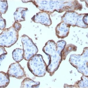 Formalin-fixed paraffin-embedded human placenta stained with PLAP Rabbit Recombinant Monoclonal Antibody (ALPP/2899R).