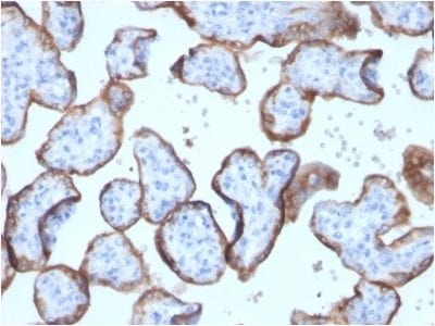 Formalin-fixed paraffin-embedded human placenta stained with PLAP Rabbit Recombinant Monoclonal Antibody (ALPP/2899R).