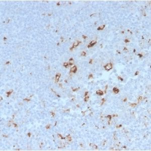 Formalin-fixed paraffin-embedded human Tonsil stained with CD68 Rabbit Recombinant Monoclonal Antibody (C68/2908R).