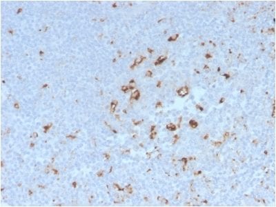 Formalin-fixed paraffin-embedded human Tonsil stained with CD68 Rabbit Recombinant Monoclonal Antibody (C68/2908R).