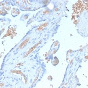 Formalin-fixed paraffin-embedded human Pancreas stained with Spectrin alpha 1 Rabbit Recombinant Monoclonal Antibody (SPTA1/2939R).