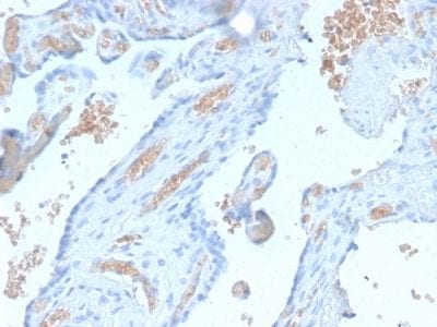 Formalin-fixed paraffin-embedded human Pancreas stained with Spectrin alpha 1 Rabbit Recombinant Monoclonal Antibody (SPTA1/2939R).