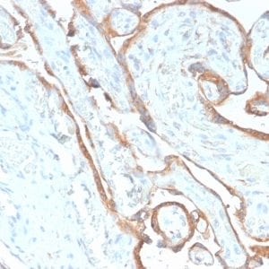 Formalin-fixed paraffin-embedded human Placenta stained with EGFR Rabbit Recombinant Monoclonal Antibody (GFR/2968R).