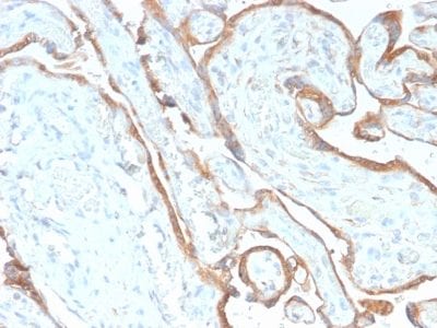 Formalin-fixed paraffin-embedded human Placenta stained with EGFR Rabbit Recombinant Monoclonal Antibody (GFR/2968R).