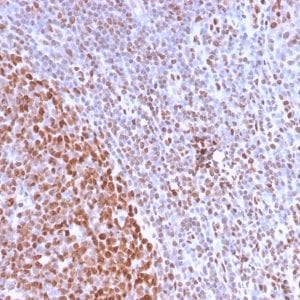 Formalin-fixed paraffin-embedded human Tonsil stained with Pan-Nuclear Antigen Rabbit Recombinant Monoclonal Antibody (NM2984R).