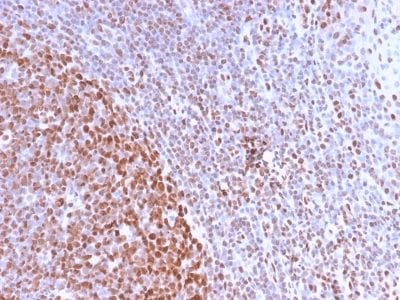 Formalin-fixed paraffin-embedded human Tonsil stained with Pan-Nuclear Antigen Rabbit Recombinant Monoclonal Antibody (NM2984R).