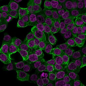 Cytokeratin 18 Recombinant Monoclonal Rabbit Antibody (KRT18/2808R)