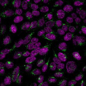 Golgi Complex Recombinant Monoclonal Rabbit Antibody (GLG1/2829R)