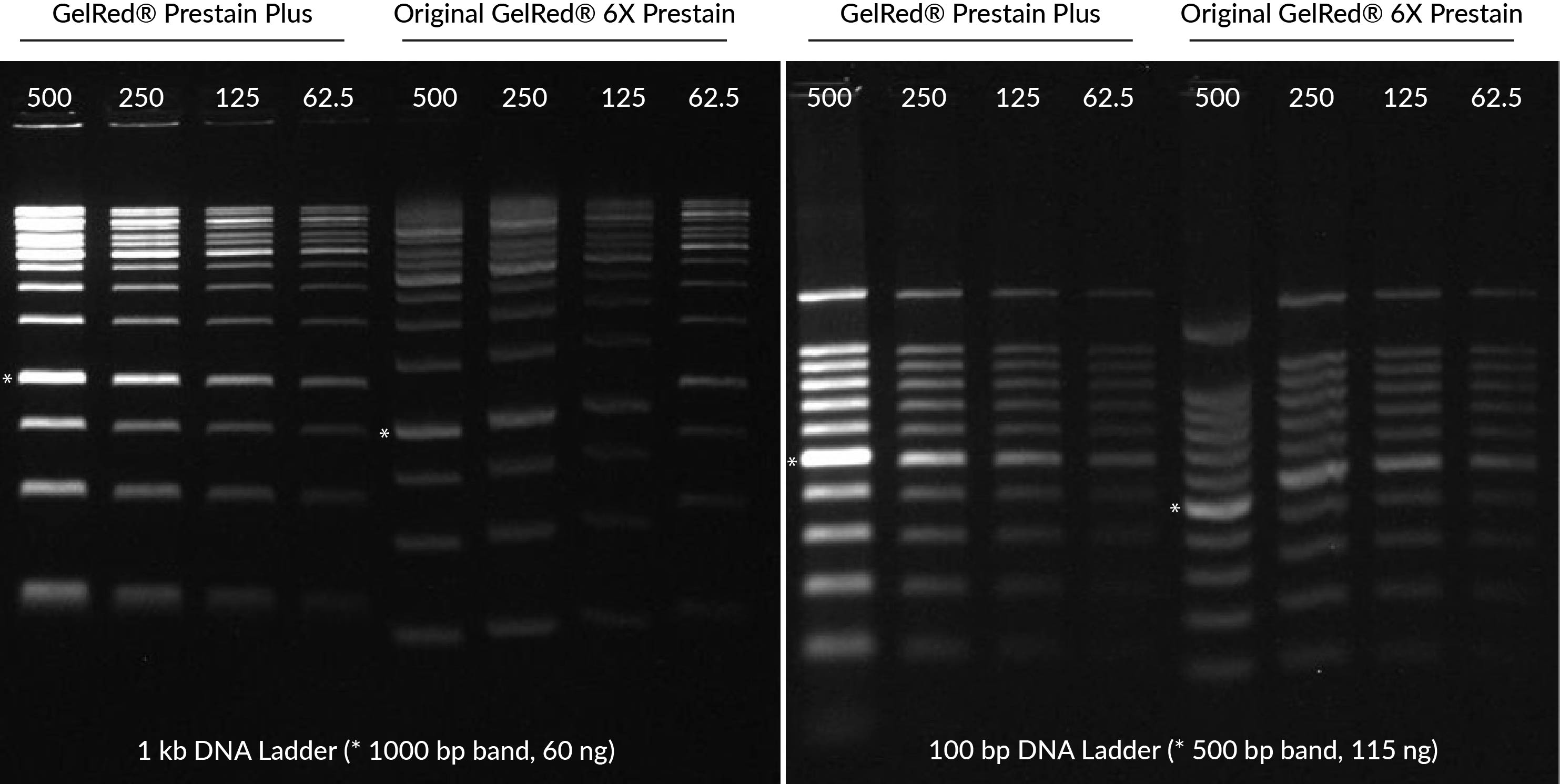 GelRed® Prestain Plus 6X DNA Loading Dye | Biotium