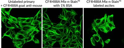 Mix-n-Stain™-labeled antibodies immunofluorescence staining of HeLa cells