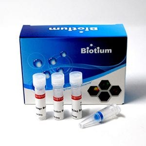 WarmStart Enzyme Modification Kit