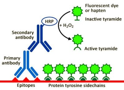 Tyramide Amplification Kit with HRP Streptavidin and CF® Dye or Biotin Tyramide