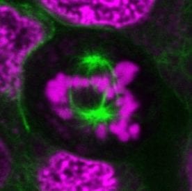 RedDot™1 Far-Red Nuclear Stain, 200X in Water - Biotium