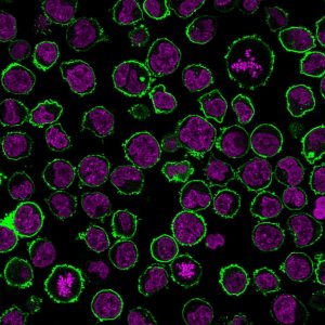CD43 Recombinant Monoclonal Mouse Antibody (rSPN/839)