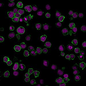 CD45 / LCA Monoclonal Mouse Antibody (PTPRC/1461)