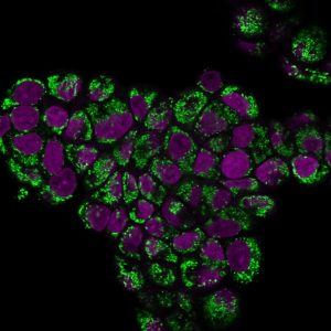 HSP60 Monoclonal Mouse Antibody (LK1)