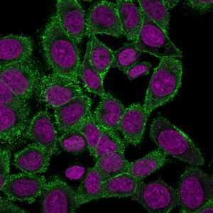 Moesin Monoclonal Mouse Antibody (MSN/492)