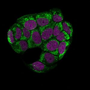 Topoisomerase I, Mitochondrial Monoclonal Mouse Antibody (TOP1MT/488)