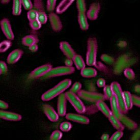 E. coli stained with BactoView™ Live Green (green, DNA) and SynaptoRed™ C2 (magenta, membrane).