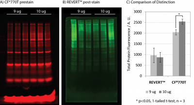 VersaBlot™ Total Protein Normalization Kits - Image 4