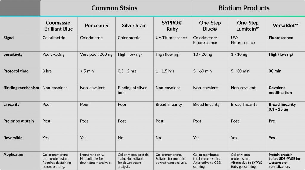 Your Go-To Guide for Protein Stains - Biotium