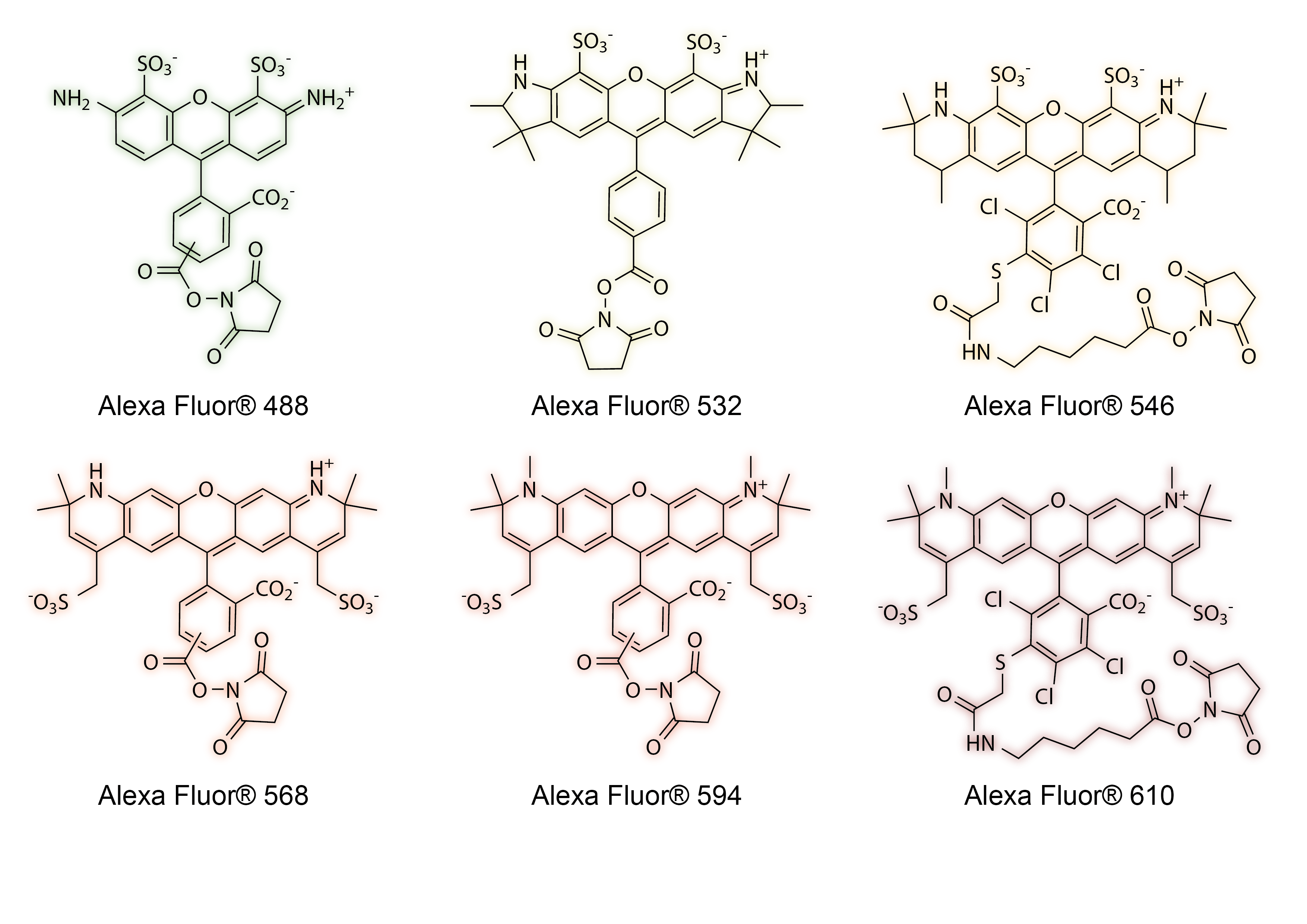 Cf® Dyes What Started It All Part 1 A History Of Fluorescence Biotium
