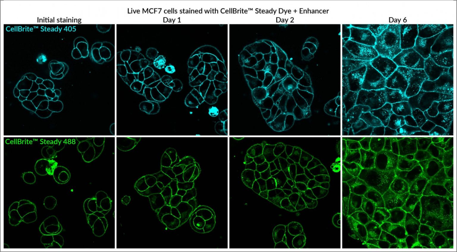 CellBrite® Steady Membrane Staining Kits Biotium