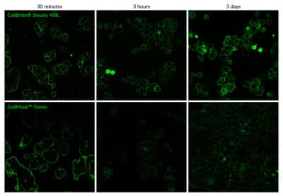 ☆　ブラウニー様 ｜Biocellx２　＋エマルジョン４ CellBrite® Steady Membrane Staining Kits - Biotium