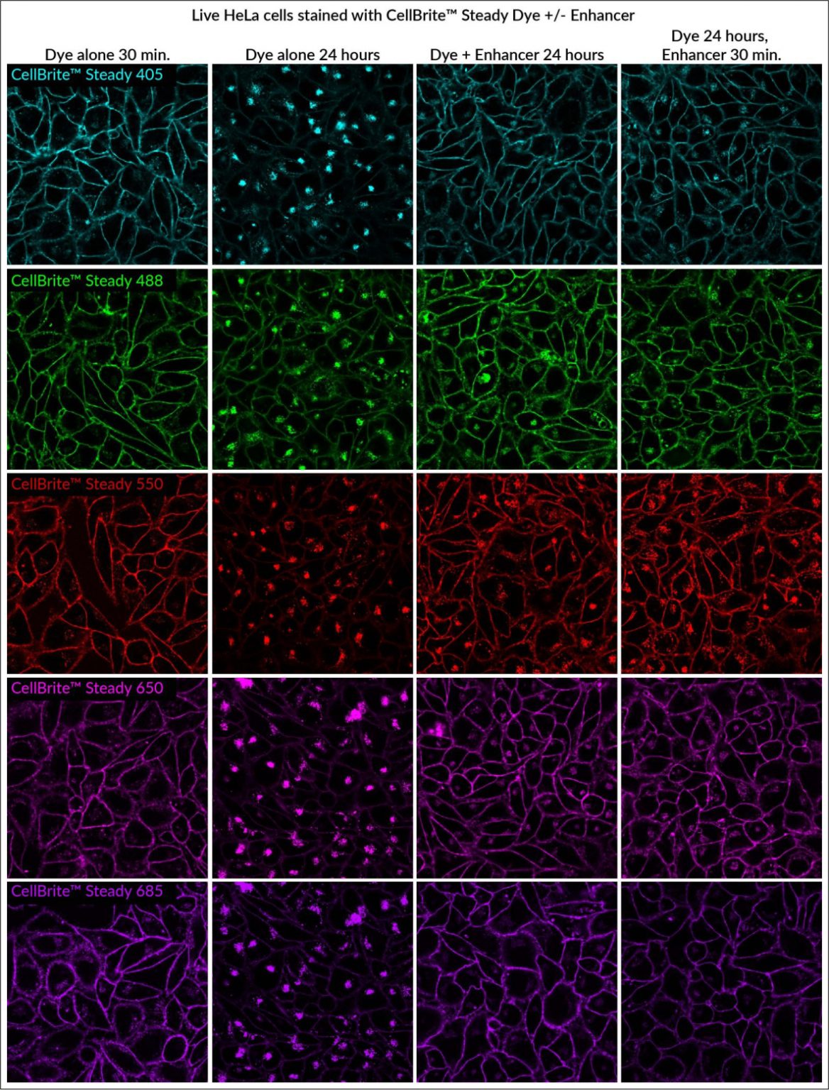 CellBrite® Steady Membrane Staining Kits Biotium