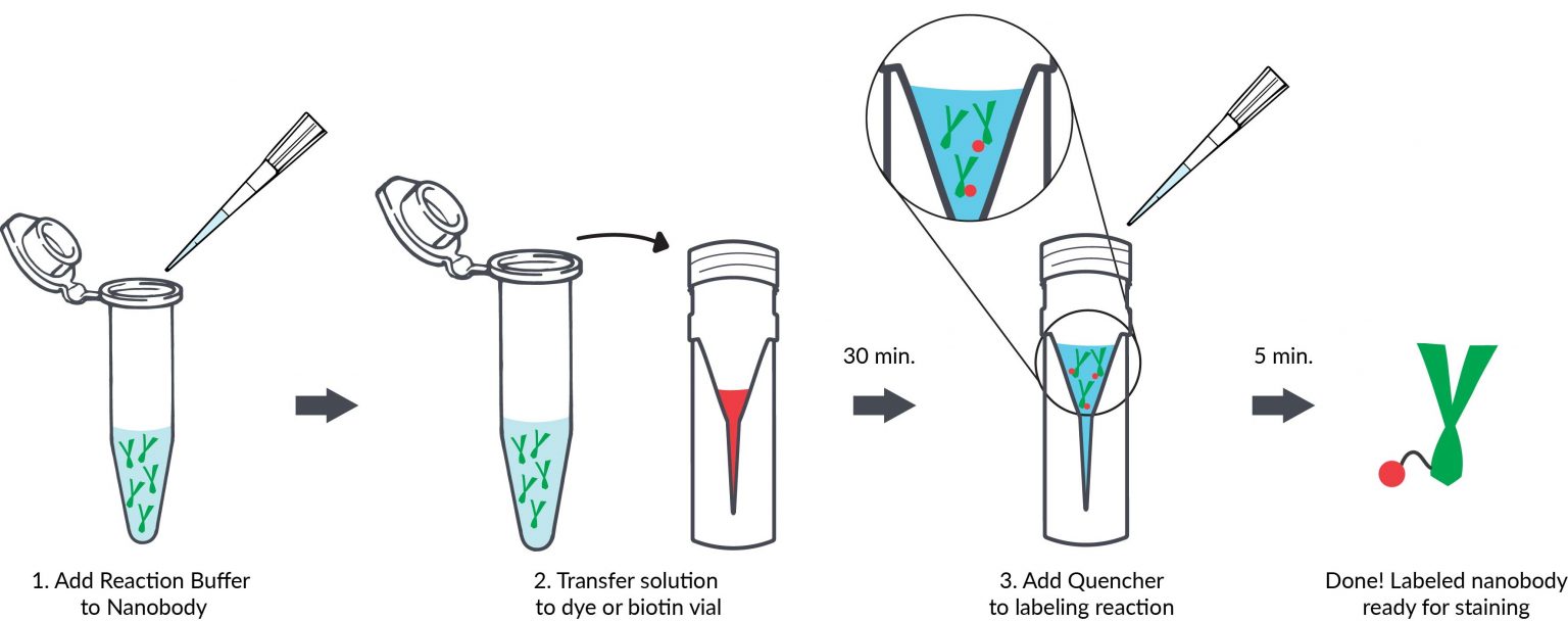 MixnStain™ Nanobody Labeling Kits Biotium