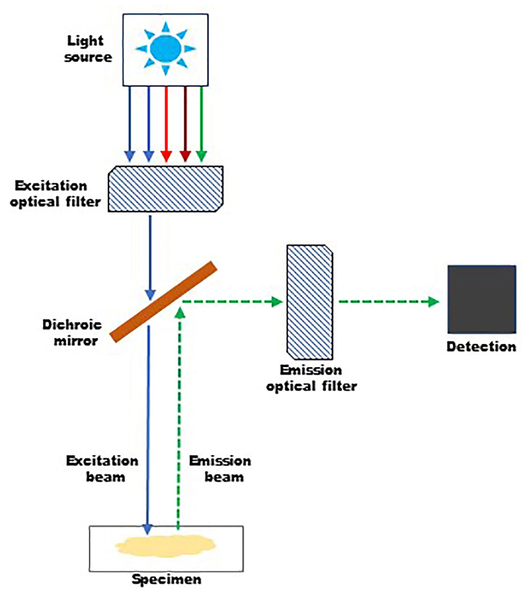 How does fluorescence work?