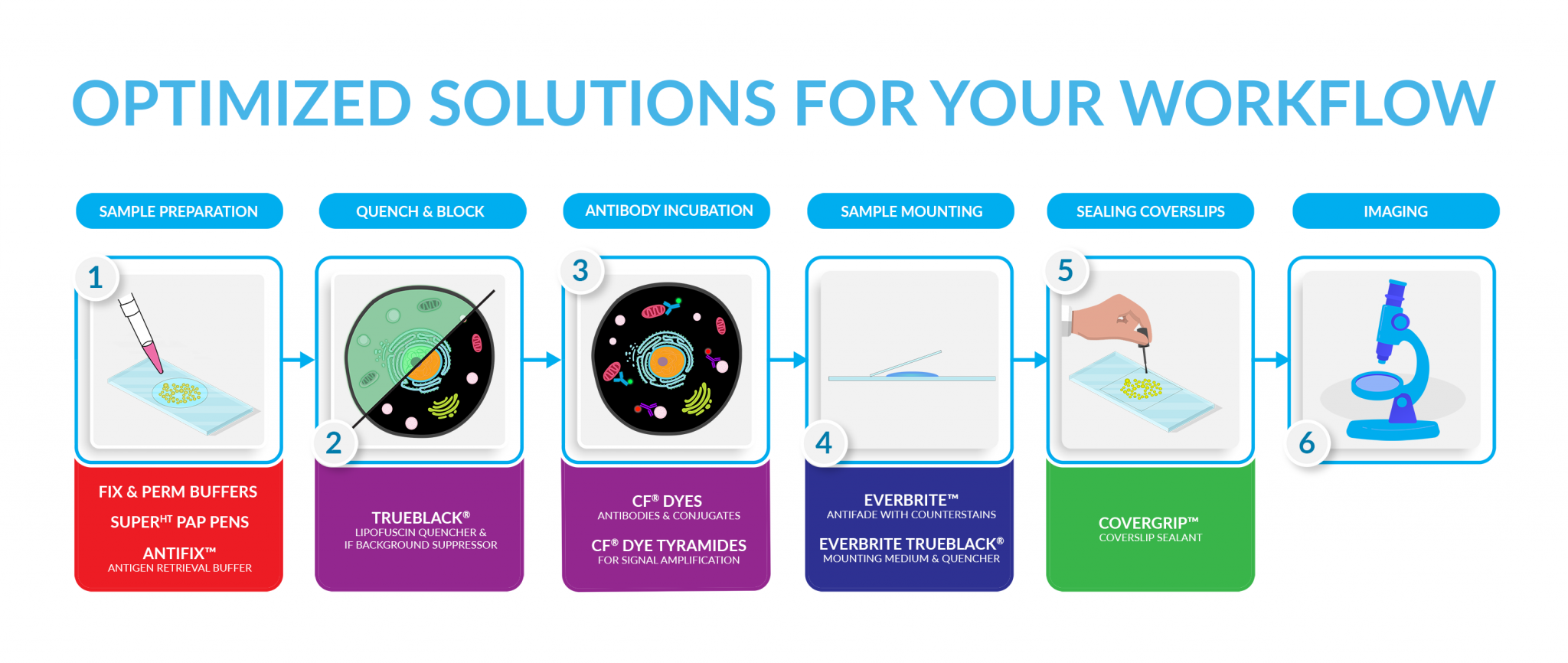 Immunofluorescence Microscopy Biotium