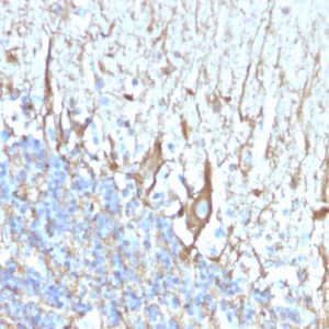 Formalin-fixed, paraffin-embedded human Cerebellum stained with Neurofilament Mouse Monoclonal Antibody (2F11).