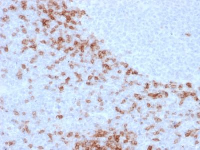Formalin-fixed, paraffin-embedded human Lymph Node stained with IgD Mouse Monoclonal Antibody (IGD26).
