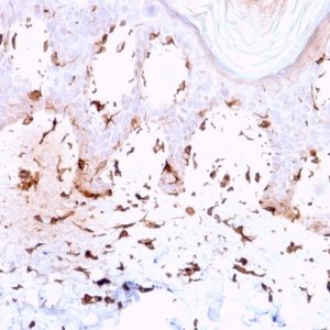 Formalin-fixed, paraffin-embedded human Skin stained with Collagen VII Mouse Monoclonal Antibody (LH7.2).