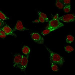Confocal immunofluorescence image of HepG2 cells stained with GPX4 / MCSP Mouse Monoclonal Antibody (LHM 2) followed by Goat anti-Mouse CF®488A (green). RedDot™2 is used to label the nuclei red.