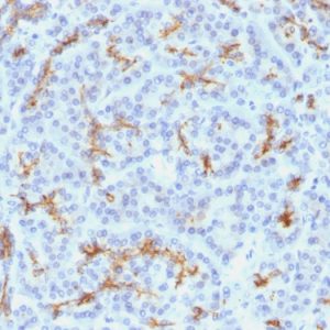 Formalin-fixed, paraffin-embedded human Pancreas stained with CFTR Monoclonal Antibody (M3A7).