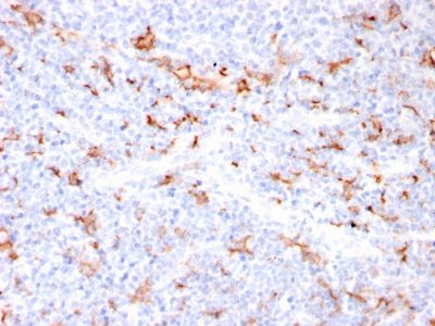 Formalin-fixed, paraffin-embedded human Tonsil stained with S100A8/A9 Complex Recombinant Rabbit Monoclonal Antibody (MAC3157R).